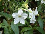 Nicotiana White_1